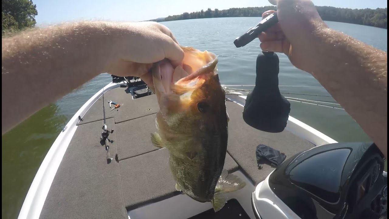 Wheeler Lake Alabama Bass Fishing Early Fall YouTube