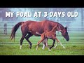 My foal at 3 days old - 7 minutes of cuteness