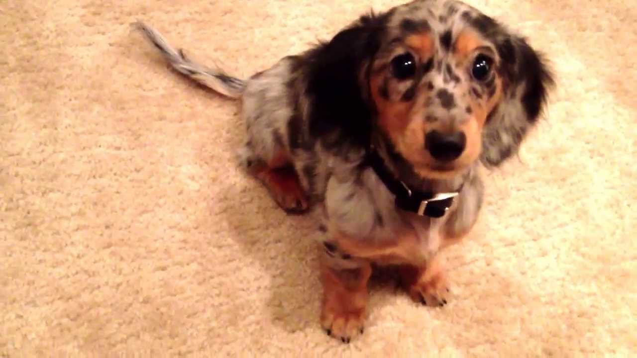 spotted dachshund