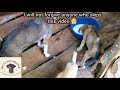 💔 THEY ARE CRYING FOR HELP! 😭 Emergency Intervention Needed at MatteDogShelter!
