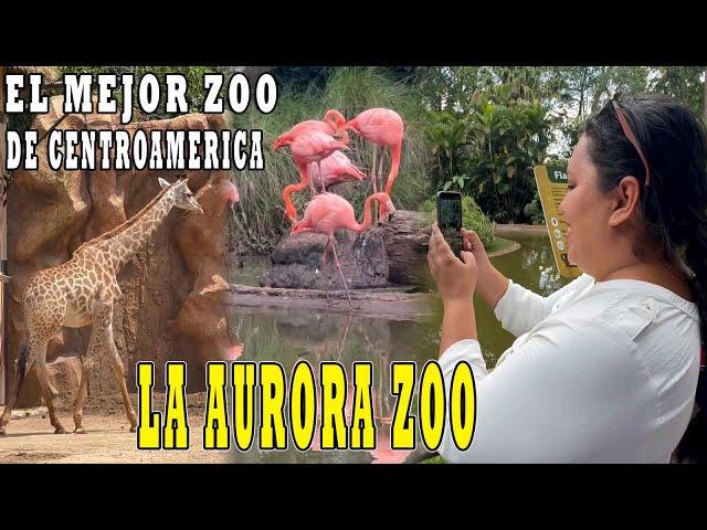 Este es UNO DE LOS MEJORES ZOOLÓGICOS de AMÉRICA 😳 La Aurora Zoo 🇬🇹