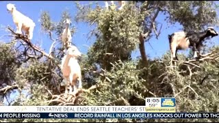 Do Goats Grow On Trees....LOL