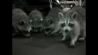 Raccoon Family