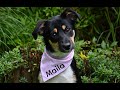 Nähanleitung für ein Hunde-Halstuch