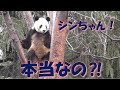 1/15リーリーに朗報❤シンシンが木登りしたってよ！恋の季節は到来するのか⁈上野動物園【パンダ生活チャンネル】
