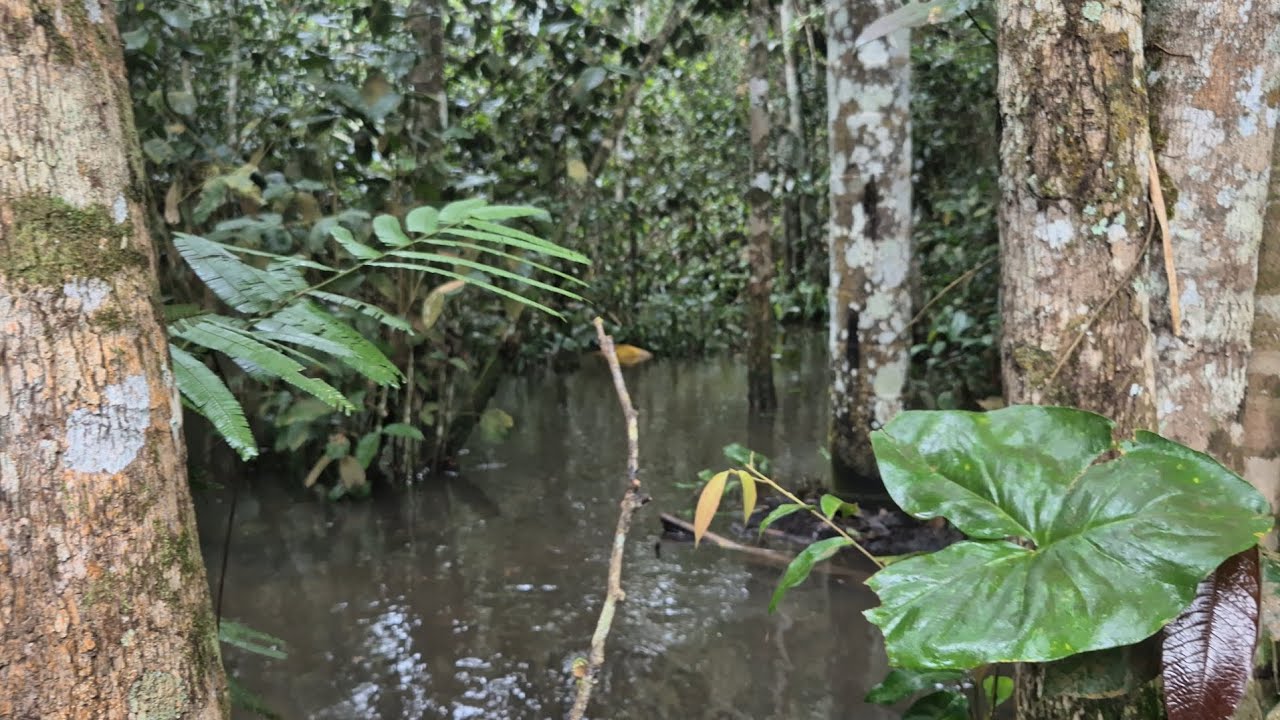 Entrei na selva alagada beirando um igarapé, sensação incrível de aventura e imersão com a natureza 