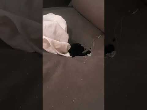 Dog Finds Hole in Couch to Hide In || ViralHog