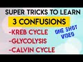 Trick To Learn KREB CYCLE,GLYCOLYSIS,CALVIN CYCLE In One Video | Neet