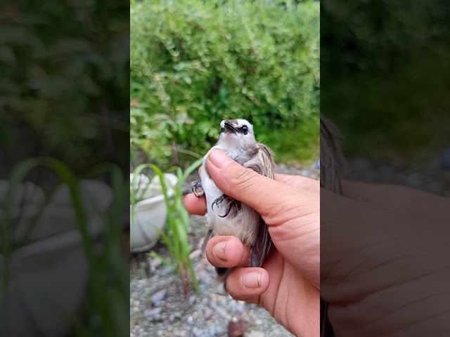 RILIS KEMBALI BURUNG BARU DI TANGKAP class=