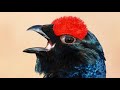 Masteran Murai Batu Kacer Paling Jernih Dan Di Cari Juri Mp3 - Mp4 Download