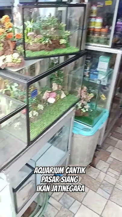 Cari Aquarium di pasar siang ikan hias jatinegara #aquarium #pasarikanhiasjatinegara #ikanhias