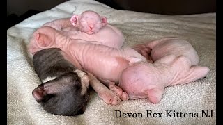 New Born Sphynx Elf Kittens For Sale! Hypoallergenic Devon Rex Sphynx Elves by Devon Rex Kittens NJ 109 views 3 years ago 4 minutes, 17 seconds