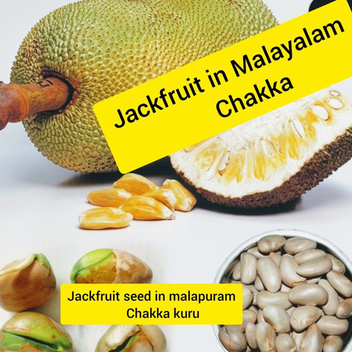 How Pronounce Jackfruit In English Jackfruit Meaning In Malayalam how-pronounce-jackfruit-in-english-jackfruit-meaning-in-malayalam