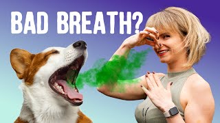 Smelly dog breath: top causes and remedies