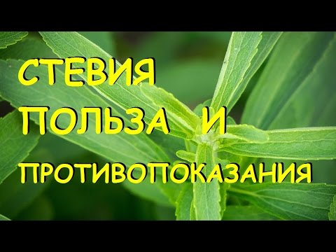 Стевия. Польза и вред.