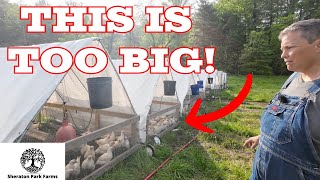 Scaling Pastured POULTRY - We Have A Mess! by Sheraton Park Farms 13,445 views 2 days ago 17 minutes