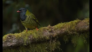 So Many Birds In Ecuador