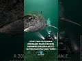 Greenland Shark Lives 392 Years