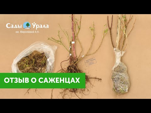 Сады Урала Интернет Магазин Купить 2025 Весна