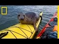 Narrator's Encounter with a Seal