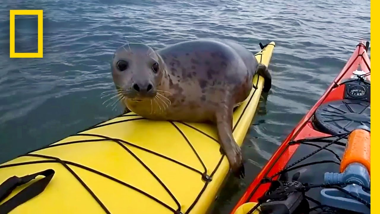 Adorable Seal Catches a Ride on a Kayak | National Geographic