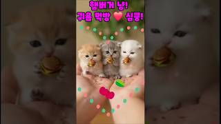 햄버거냥#심쿵#귀염먹방#이귀여움반칙#동물쇼츠#냥냥이들#힐링#소라2활용#sora2