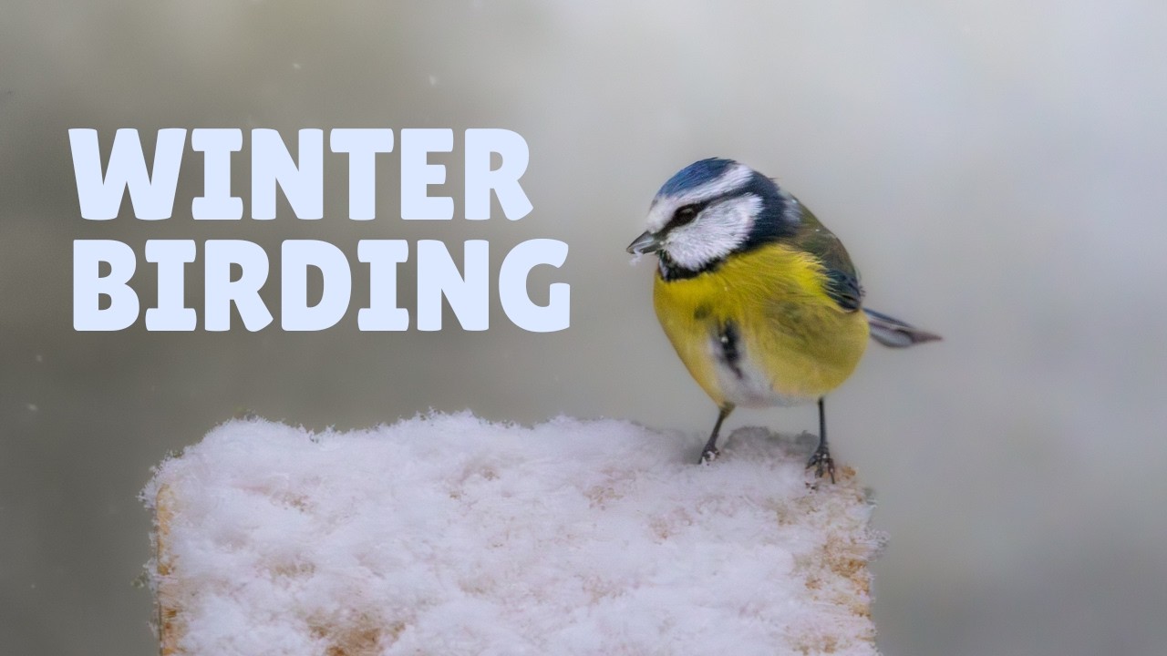 Winter birding in my garden: meet my visitors in the snow