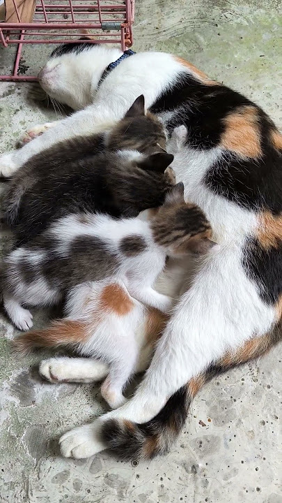 Induk kucing menyusui anaknya 🥰
