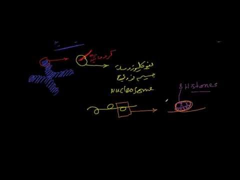 Cell nucleus ....نواة الخلية