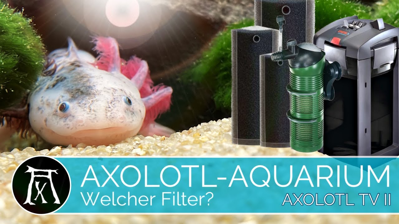 Axolotl - Alles zur erfolgreichen Zucht und Haltung - Scheiben HMF Hamburger  Mattenfilter