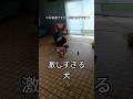 カンガルーのように走る犬 #トイプードル #dog #犬 #shorts 金曜