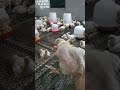 نظافه وراحه فى التربيه نظافه وراحه فى التربيه
