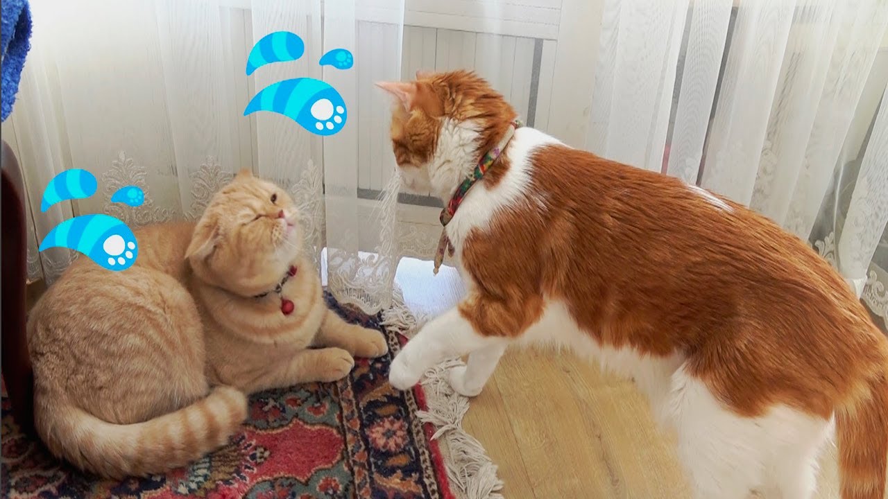心霊現象か 猫を撫でたような子供の手が映り込んでいた Youtube 心霊現象か 猫を撫でたような子供の手が映り込んでいた Youtube
