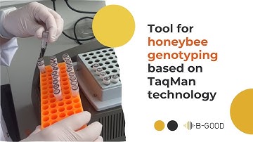 Tool for honeybee genotyping based on TaqMan technology