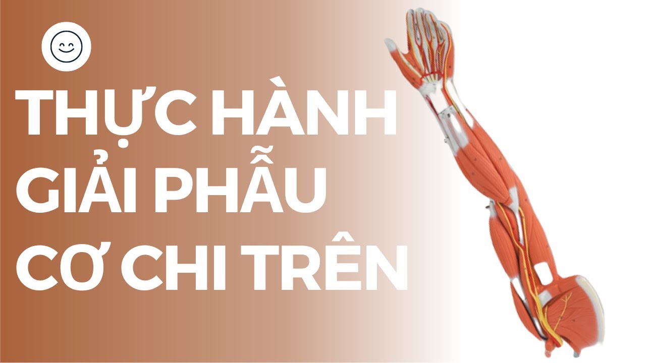 Atlas Giải Phẫu Chi Trên | Kỹ Thuật Hình Ảnh Y Học