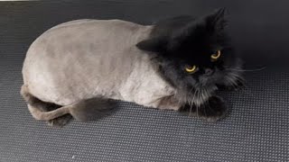 LION CUT HAIRCUT FOR PERSIAN CAT by Ser ErickRL 1,084 views 1 year ago 3 minutes, 22 seconds