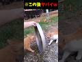 喧嘩するネコの前に仕切り置いた結果w #猫のいる暮らし #cat #面白集 #ねこ #笑ったら負け
