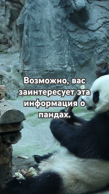 Возможно, вас заинтересует эта информация о пандах. #video #панды # ...