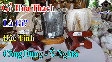 Gỗ Hóa Thạch Là Gì? Đặc Tính - Công Dụng - Ý Nghĩa