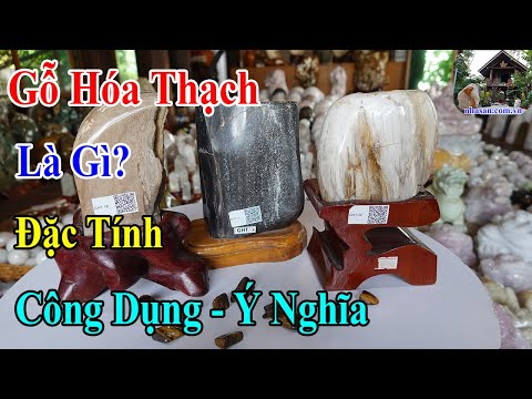 Video: Đá hóa thạch là gì?