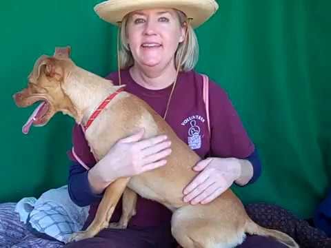 pug dog A5035696 Lucky | Beagle / Pug