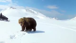 UNBELIEVABLE Bear Attacks \& Interactions CAUGHT ON CAMERA! 2020