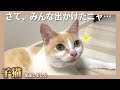 【爆笑】猫達の留守番を隠し撮りしたら面白すぎた