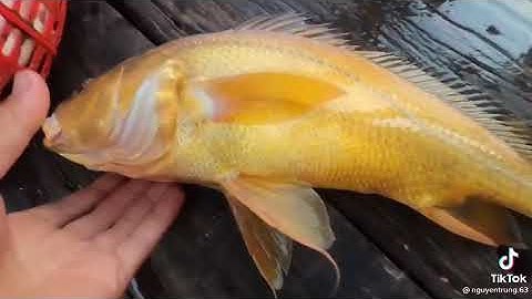 Bắt được cá sửu vàng cực hiếm