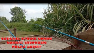 Mancing Udang Di Pulau Jumat  Indragiri mancingudang rengat