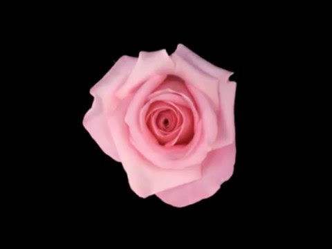 Golden Thread breath and Blooming Rose visualisation for dilation