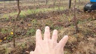 Grape Mulching 01 Global ( Jupiter )