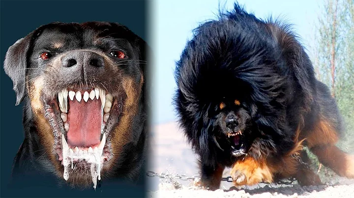 THE Most DANGEROUS DOGS In The World - DayDayNews