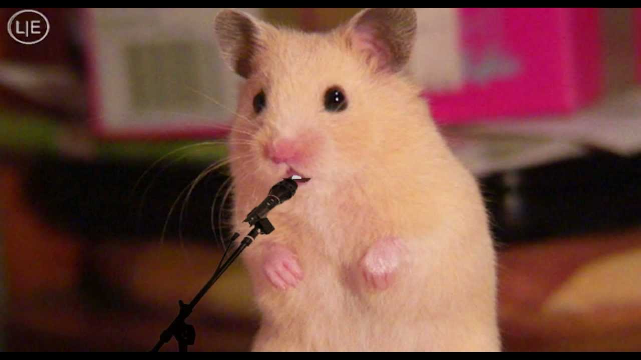 Sad hamster violin hamster. Хомяк сирийский. Хомяк тиктокерша. Поющий хомяк. Хомячок с микрофоном.