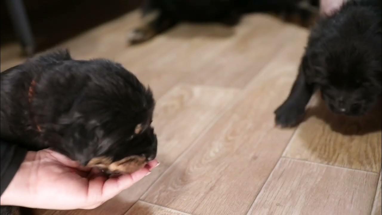 трехнедельный щенок. щенки дворняжки 3 недели. восточноевропейская овчарка щенок новорожденный. щенок 3 недели. овчарка с щенками 2недельными.